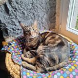 Picture of cat lost at Ermont