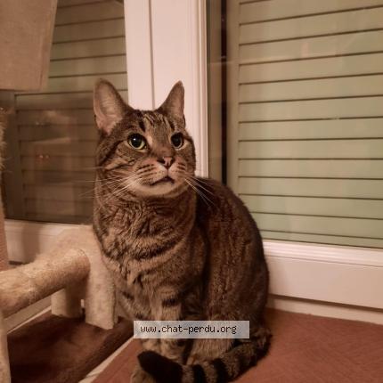 Photo 1/1 Reunited cat Lost in Paris