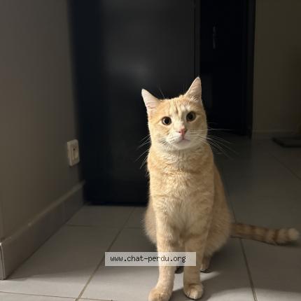 Photo of a cat found in Cagnes Sur Mer