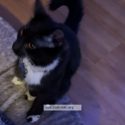 Photo 1/1 bagheera Cat lost in Edmonton