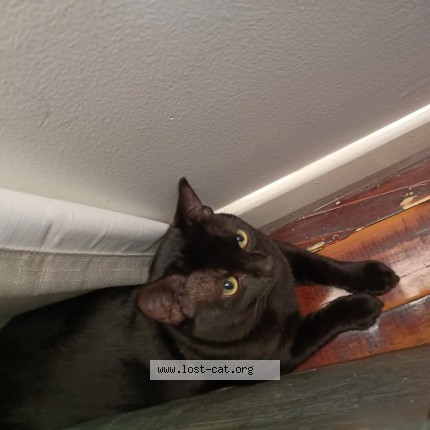 Photo 1/1 Hazut Cat lost in Coopers plains