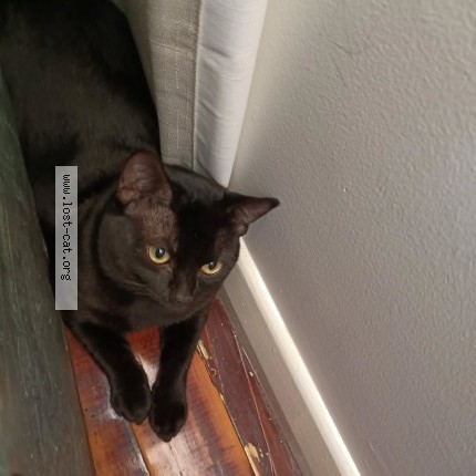 Photo 1/1 Hazut Cat lost in Coopers Plains