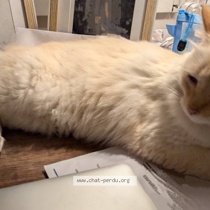 Photo of a cat found in Arcangues