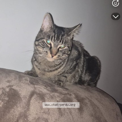 Foto van vermiste kat in Ougree