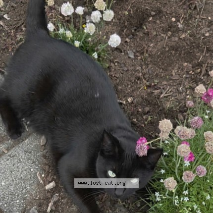Photo 1/1 clarence Cat lost in Wanganui