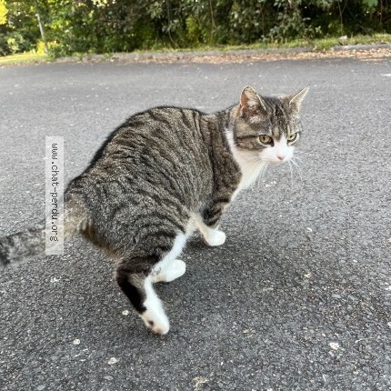 Photo 1/1 Found cat Found in Pessac