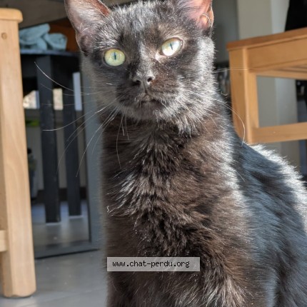 Photo 1/1 Reunited cat Lost in Job