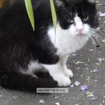 Photo 1/1 Found cat Found in Ales