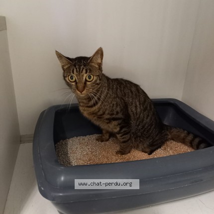 Photo 1/1 Found cat Found in Montauban