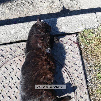 Photo 1/1 Found cat Found in Lentilly