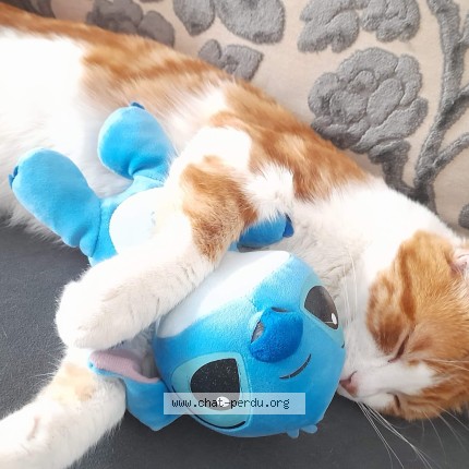 Photo 1/1 rococo Cat lost in Saint leonard