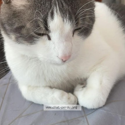 Picture of cat lost at Marseille