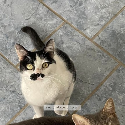 Foto einer wiedergefundenen Katze in Bruay La Buissiere
