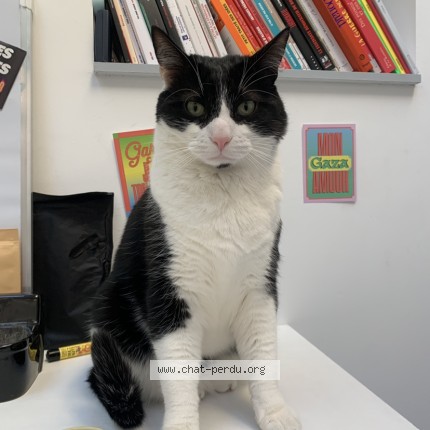 Photo of a cat found in Reims La Neuvillette