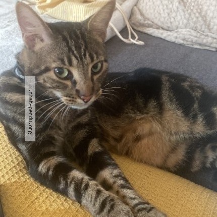 Picture of cat lost at Noisy Le Sec