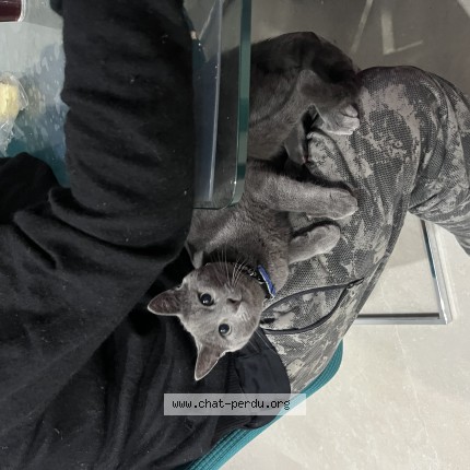 Picture of cat lost at Saint Jean De Vedas