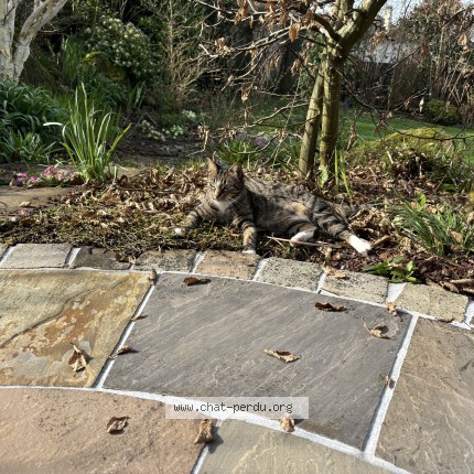 Photo of a cat found in Vire