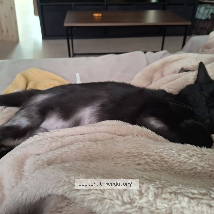 Foto 1/1 Pitchounette Kat vermist in Gouvy