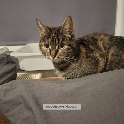 Foto 1/1 Tigresse Kat vermist in Gouvy