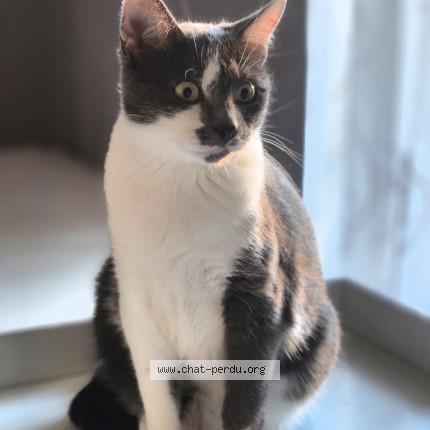 Picture of cat lost at Montpellier