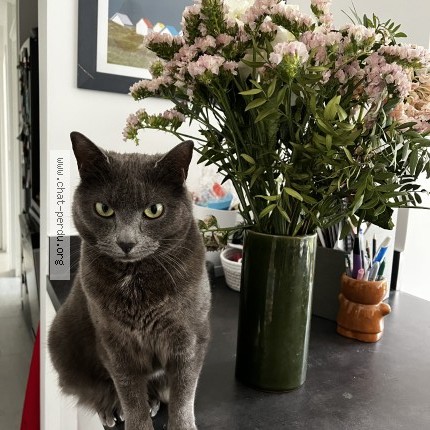 Photo of a cat found in Verrieres Le Buisson