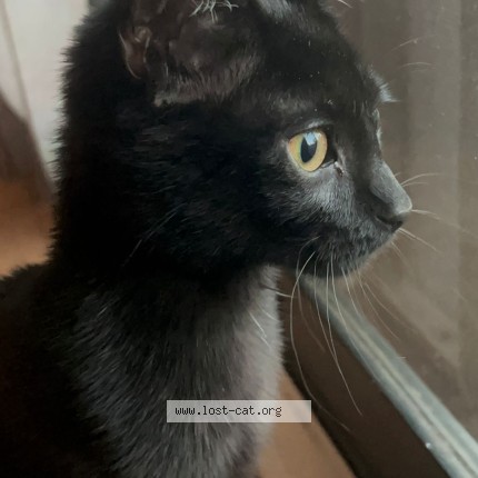 Photo 1/1 kai Cat lost in Markham