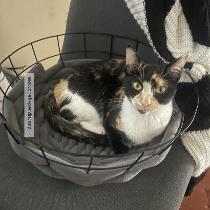 Picture of cat lost at Montpellier