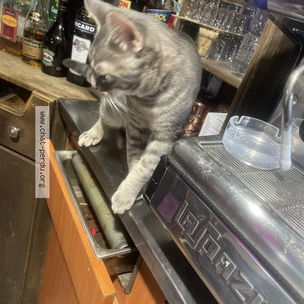 Photo 1/1 loulou Cat lost in Paris