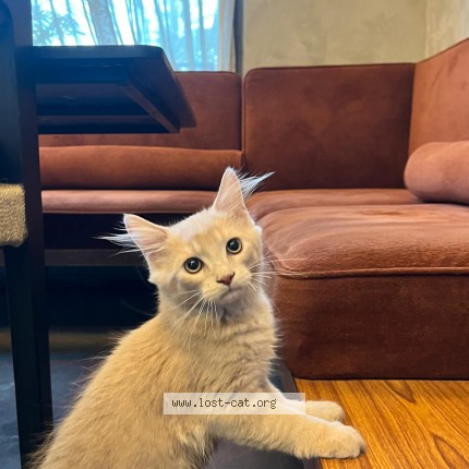 Photo 1/1 kohi Cat lost in Surat