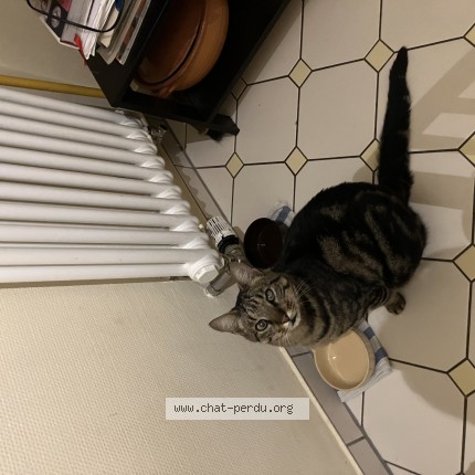 Foto einer verlorenen Katze in Luxembourg