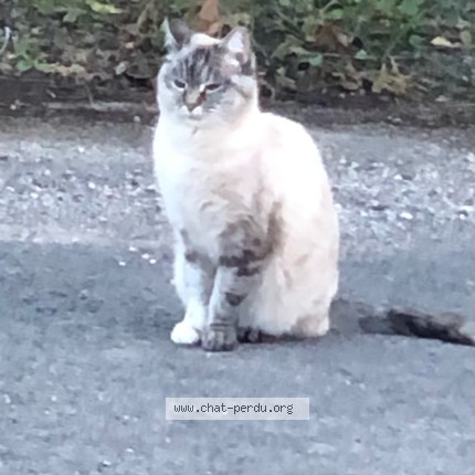 Picture of cat lost at Castries
