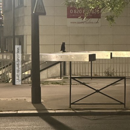 Photo 1/1 Found cat Found in Paris