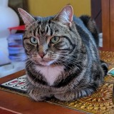 Photo of a cat found in Moonee Ponds