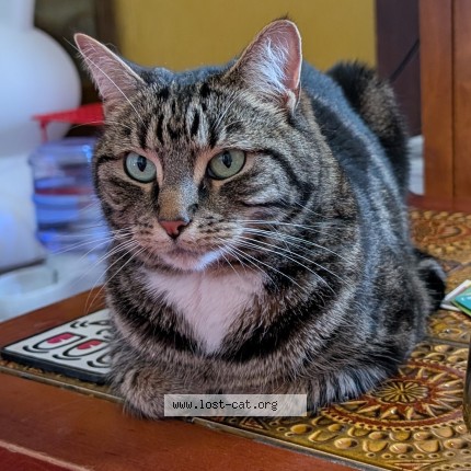 Picture of cat lost at Moonee Ponds