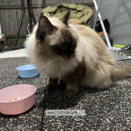 Photo 1/1 Found cat Found in Gold coast