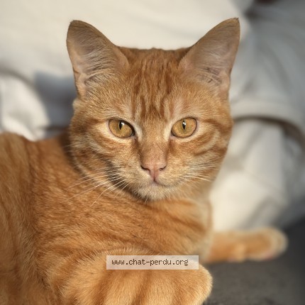 Photo 1/1 Reunited cat Lost in Barbazan Debat