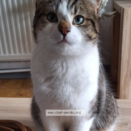 Photo of a cat found in Fourmies