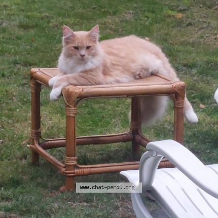 Foto van vermiste kat in Liege