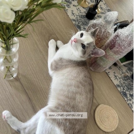 Photo 1/1 le&iuml;ko Cat lost in Angers