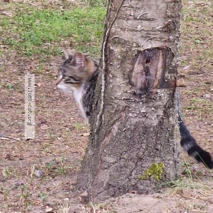 Foto 1/1 Gefundene Katze Gefunden in Lowenberg