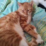 toki