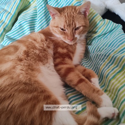 Foto van vermiste kat in Liege