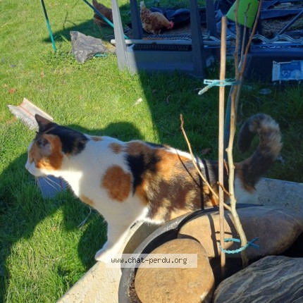 Photo of a cat found in Vic En Bigorre