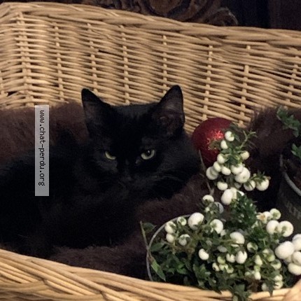 Foto 1/1 Milord Kat vermist in Anderlecht