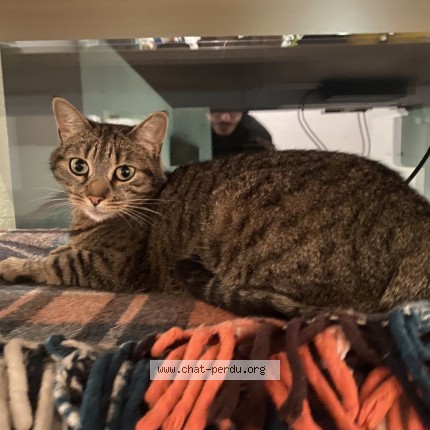 Photo of a cat found in Toulouse
