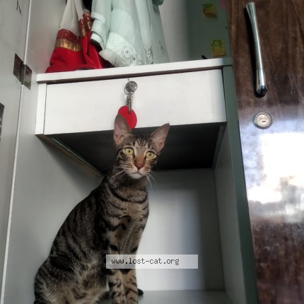 Photo 1/1 manu Cat lost in Pune
