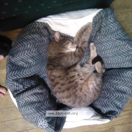 Picture of cat lost at Hamilton