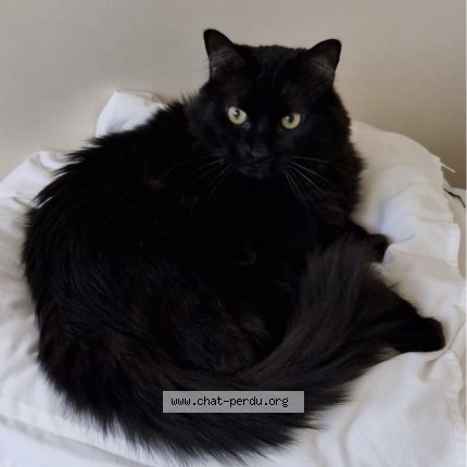 Photo 1/1 PETIT CHAT Cat lost in Paris