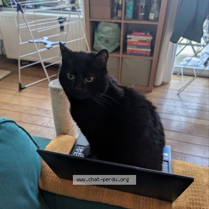 Foto 1/1 Kat teruggevonden Vermist in Schaerbeek