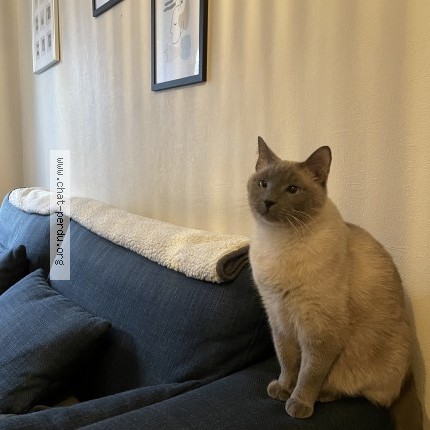 Photo of a cat found in Annecy